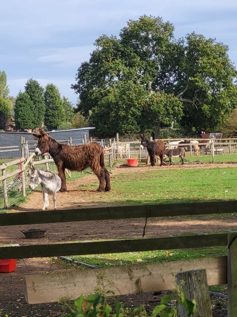 Donkeys and alpacas